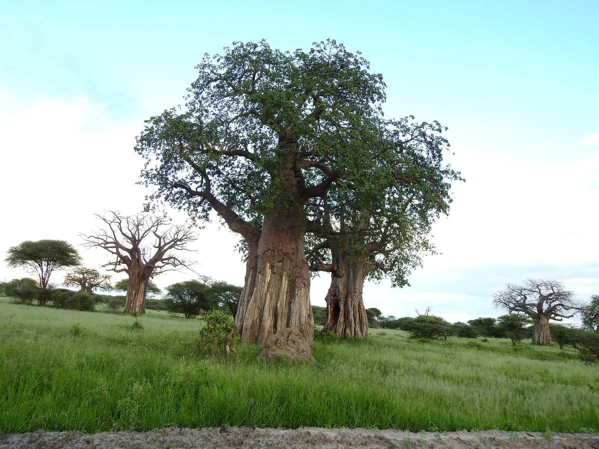 Large baobab trees in leaf rising above green grassland, with smaller baobabs in the distance under a pale blue sky.